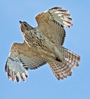 Red-shouldered Hawk, 13 May 2012, Mansfield, Tolland Co.