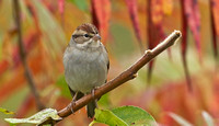 Chipping Sparrow, 9 October 2015, Mansfield, Tolland Co.