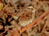 White-throated Sparrow, 20 December 2022, Lyme, New London Co