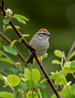 Chipping Sparrow, 26 May 2022, Mansfield, Tolland Co.