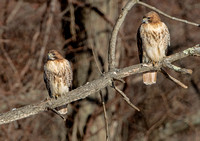 Red-tailed Hawks, 29 January 2021, Mansfield, Tolland Co.