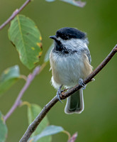 Black-capped Chickadee, 15 September 2021, Mansfield, Tolland Co.