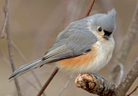 Tufted Titmouse, 1 January 2021, Mansfield, Tolland Co.