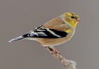 American Goldfinch, 18 February 2021, Mansfield, Tolland Co.