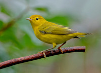 Yellow Warbler, 18 July 2023, Mansfield, Tolland Co.