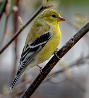 American Goldfinch, 29 April 2024, Mansfield, Tolland Co.