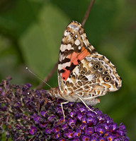 Painted Lady, 1 July 2012, Mansfield, Tolland Co.