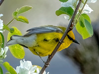 Blue-winged Warbler, 4 May 2024, Mansfield, Tolland Co