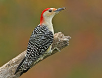 Red-bellied Woodpecker, 18 October 2014, Mansfield, Tolland Co.