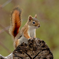 Red Squirrel, 30 April 2024, Hampton, Windham Co