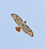 Red-tailed Hawk