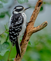Hairy Woodpecker, 2 July 2022, Mansfield, Tolland Co.