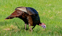 Wild Turkey, 23 April 2024, Hampton, Windham Co.