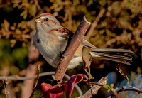 American Tree Sparrow, 20 December 2022, Lyme, New London Co