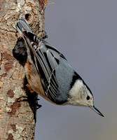 White-breasted Nuthatch, 27 January 2023, Mansfield, Tolland Co.