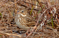 Vesper Sparrow, 6 February 2023, Stonington, New London Co.