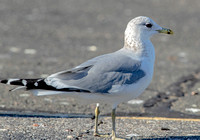Common Gull, 12 February 2023, North Windham, Windham Co.