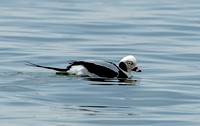 Long-tailed Duck, 19 February 2023,Stratford, Fairfield Co.
