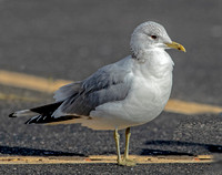 Common Gull, 27 February 2023, North Windham, Windham Co.