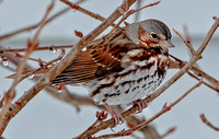 Red Fox Sparrow, 28 February 2023, Mansfield, Tolland co.