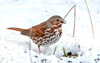 Red Fox Sparrow, 1 March 2023, Mansfield, Tolland Co