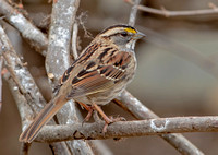 White-throated Sparrow, 3 March 2023, Mansfield, Tolland Co.