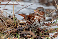 Red Fox Sparrow, 2 March 2023, Mansfield, Tolland Co.