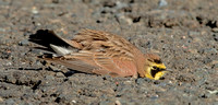 Horned Lark, 5 March 2023, Madison, New Haven Co.