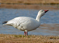 Snow Goose, 5 March 2023, Madison, New Haven Co.