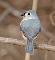 Tufted Titmouse, 11 March 2023, Mansfield, Tolland Ço.