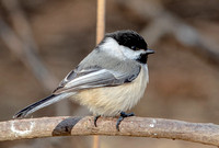 Black-capped Chickadee, 11 March 2023, Mansfield, Tolland Co.
