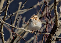 Clay-colored Sparrow (record shots), 12 March 2023, Stratford, Fairfield Co.