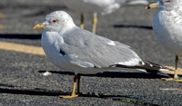 Common Gull, 19 March is 2023, North Windham, Windham Co.