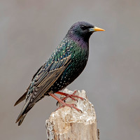 European Starling, 25 March 2023, Mansfield, Tolland Co.