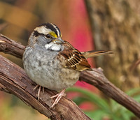 White-throated Sparrow, 22 October 2015, Mansfield, Tolland Co.