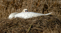 Mute Swan on the Nest, 30 March 2023, Madison, New Haven co.