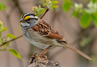 White-throated Sparrow, 28 April 2023, Mansfield, Tolland Co.