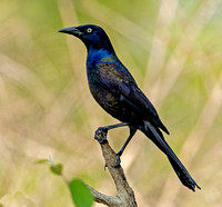 Common Grackle, 11 May 2023, Mansfield, Tolland Co