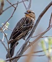 Red-winged Blackbird,  April 2023, Mansfield, Tolland Co.