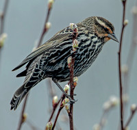 Red-winged Blackbird, 11 April 2023, Mansfield, Tolland Co.