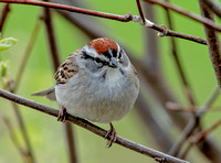 Chipping Sparrow, 24 April 2023, Hampton, Windham Co