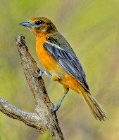 Baltimore Oriole, 11 May 2023, Mansfield, Tolland Co