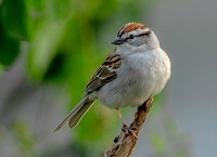 Chipping Sparrow, 8 May 2023, Mansfield, Tolland co,