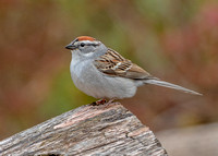 Chipping Sparrow, 30 April 2023, Hampton, Windham Co