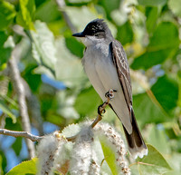 Eastern Kingbird, 31 May 2023, Mansfield, Tolland Co.