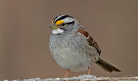 White-throated Sparrow, 11 April 2023, Nabsfield, Tolland Co.