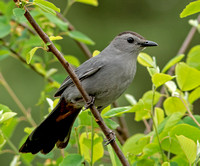Gray Catbird, 28 May 2022, Mansfield, Tolland Co.