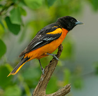 Baltimore Oriole, 8 May 2023, Mansfield, Tolland Co.