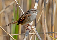 Swamp Sparrow, 6 May 2023, Falls Village, Litchfield Co.