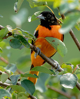 Baltimore Oriole, 15 July 2023, Mansfield, Tolland Co